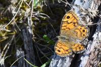 Lasiommata megera