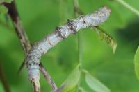 Phigalia pilosaria