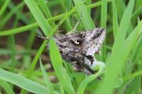 Autographa gamma