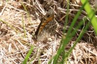Lasiommata megera