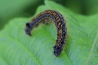 Malacosoma neustria