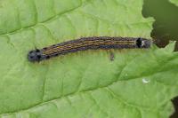Malacosoma neustria