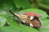 Alabonia geoffrella