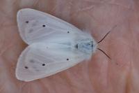 Diaphora mendica