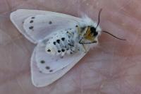 Diaphora mendica