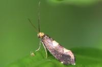 Incurvaria oehlmanniella