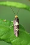 Incurvaria oehlmanniella