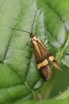 Nemophora degeerella