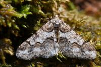 Agriopis leucophaearia