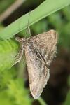 Pyrausta despicata
