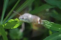 Macroglossum stellatarum