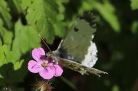 Anthocharis cardamines