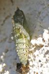 Pieris brassicae