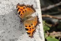 Nymphalis polychloros
