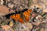 Polygonia c-album