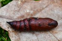 Hyloicus pinastri
