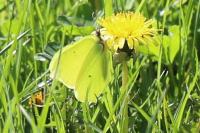 Gonepteryx rhamni