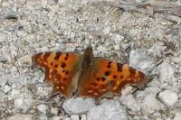 Polygonia c-album