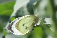 Pieris brassicae