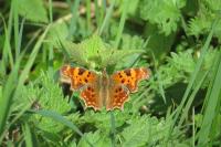 Polygonia c-album