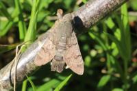 Macroglossum stellatarum