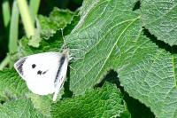 Pieris brassicae