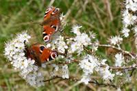 Aglais io