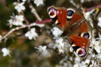Aglais io