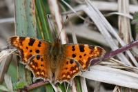 Polygonia c-album
