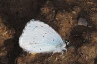 Celastrina argiolus