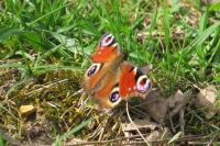 Aglais io