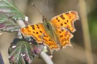Polygonia c-album
