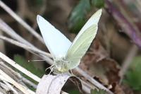 Pieris rapae