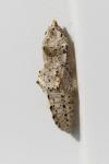Pieris brassicae