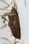 Pieris brassicae