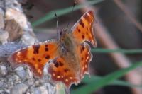 Polygonia c-album