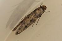 Niditinea fuscella
