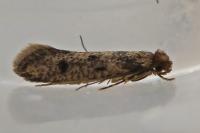 Niditinea fuscella