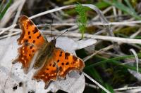 Polygonia c-album
