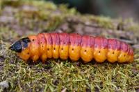 Cossus cossus