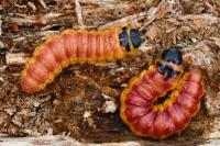 Cossus cossus