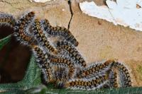 Thaumetopoea pityocampa
