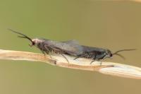 Augasma aeratella