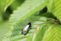 Adela reaumurella