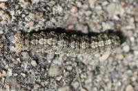 Tephronia sepiaria