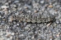 Tephronia sepiaria