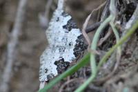 Xanthorhoe fluctuata
