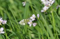 Anthocharis cardamines