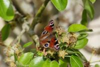 Aglais io