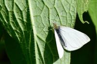 Pieris rapae
